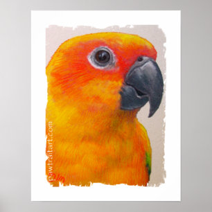 Leinwand-Druck - Sun Conure Poster