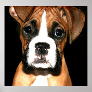 Leinwand für Boxer Poster