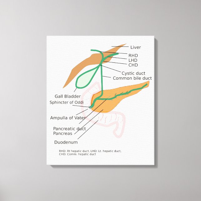 Leinwand Gallendiagramm Galle Blase (Vorderseite)