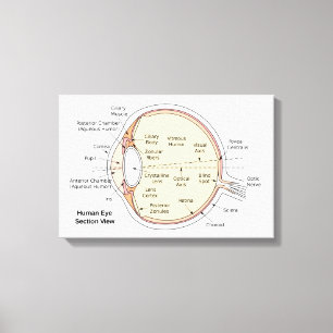 Leinwand Human Eye Ball Anatomisches Diagramm