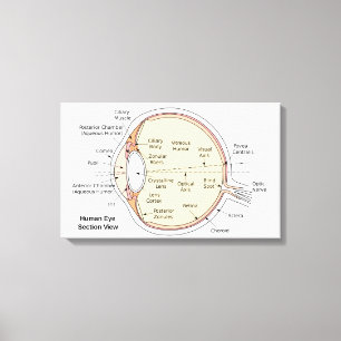 Leinwand Human Eye Ball Anatomisches Diagramm