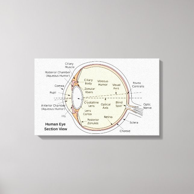 Leinwand Human Eye Ball Anatomisches Diagramm (Vorderseite)