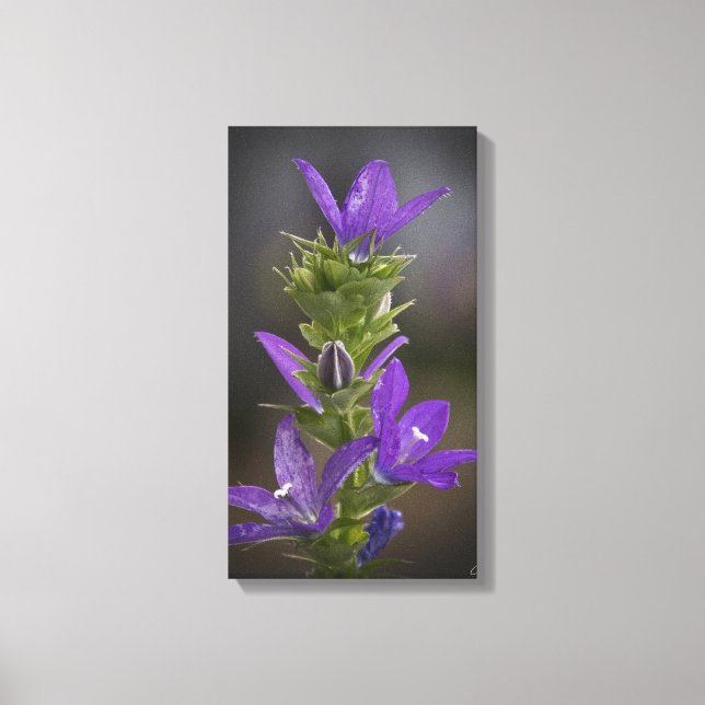 Leinwand lila Delight Gallery (Vorderseite)