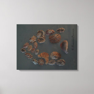 Leinwand (SeaShell House) RFPMDesign ©️ 2012