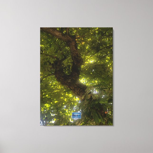 Leinwand (Sun Green Tree 2) RFPMDesign ©️ 2021/24 (Vorderseite)