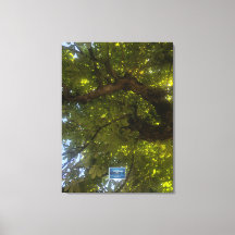 Leinwand (Sun Green Tree 3) RFPMDesign ©️ 2021/24