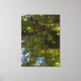 Leinwand (Sun Green Tree 3) RFPMDesign ©️ 2021/24