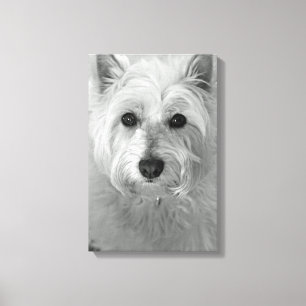 Leinwand Westie Dog (West Highland White Terrier)