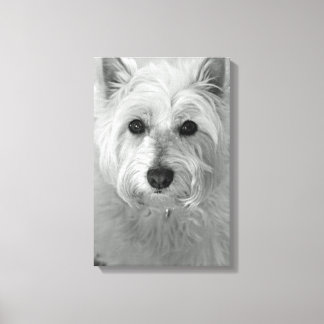 Leinwand Westie Dog (West Highland White Terrier)
