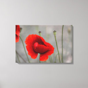 Leinwanddruck Der rote Mohn