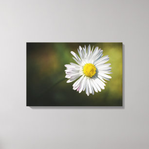 Leinwanddruck - Gänseblümchen-Blume