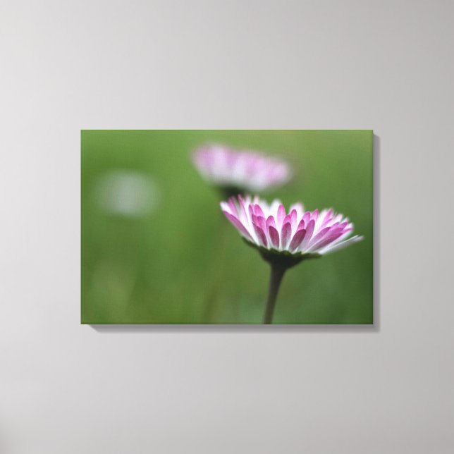 Leinwanddruck Gänseblümchen Eleganz (Vorderseite)