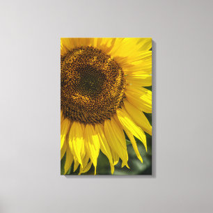Leinwanddruck - Gelbe Sonnenblume