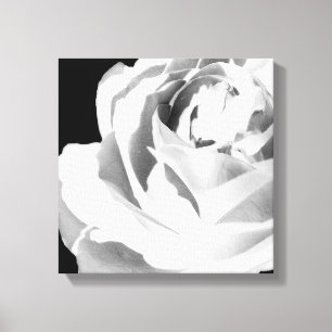Leinwanddruck mit Umschlag, Weiße Rose blüht
