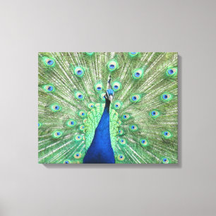 Leinwanddruck - Pfau mit aufgefächertem Schwanz