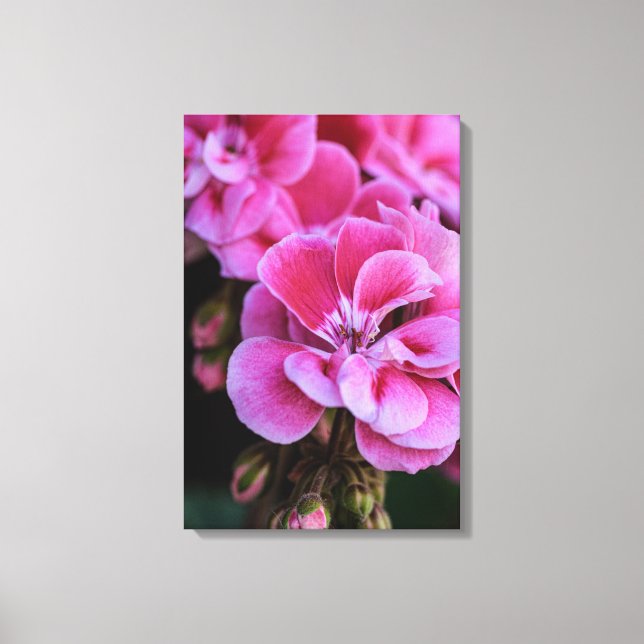 Leinwanddruck Rosa Geranienblüten (Vorderseite)