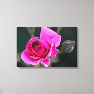 Leinwanddruck Rosa Rose und Knospen Fotografie