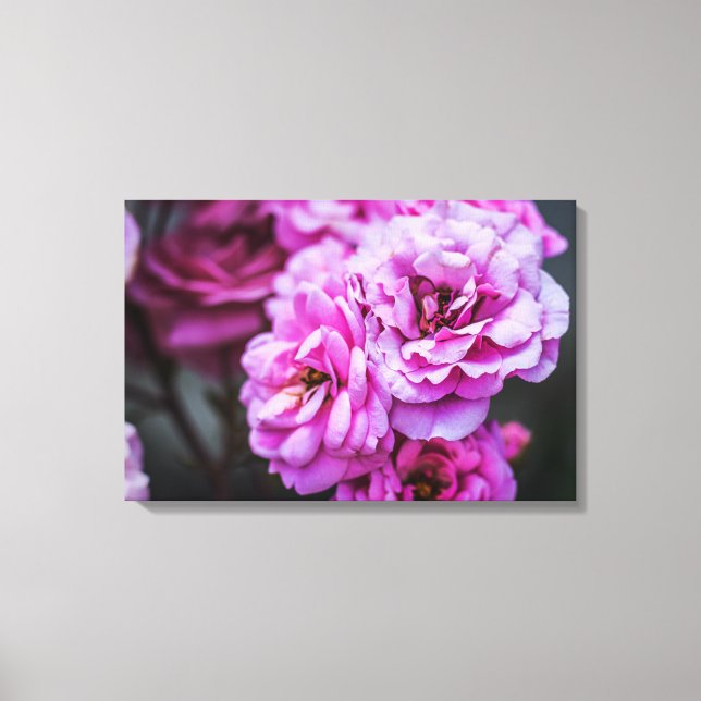 Leinwanddruck Soft Pink Rosen  (Vorderseite)