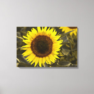 Leinwanddruck Sonnenblume Auf Dem Feld Fotografie