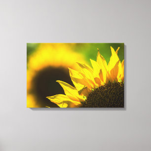 Leinwanddruck Sonnenblume Eleganz