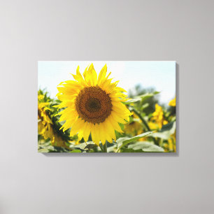 Leinwanddruck - Sonnenblume im Sonnenlicht