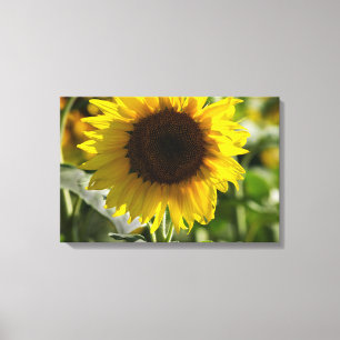 Leinwanddruck - Sonnenblume isoliert auf dem Feld