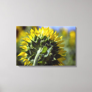 Leinwanddruck Sonnenblume umgekehrte Perspektive