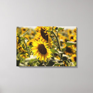Leinwanddruck - Sonnenblumen auf dem Feld