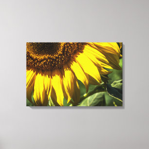 Leinwanddruck - Sonnenblumen-Geheimnisse
