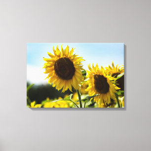 Leinwanddruck - Sonnenblumen Sommerglanz