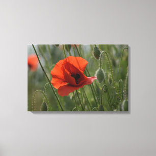 Leinwanddruck - Wilder roter Mohn
