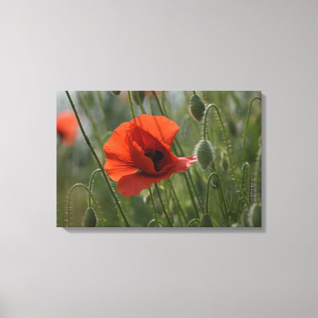 Leinwanddruck - Wilder roter Mohn (Vorderseite)