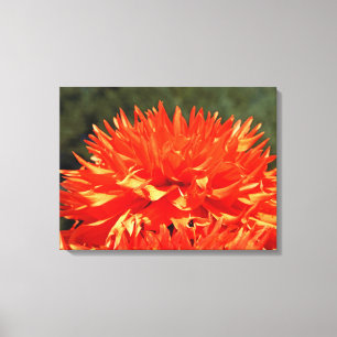 Leinwandkunst Orange Dahlia Blumen Dahlias Leinwanddruck