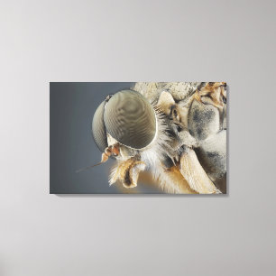 Leiter der Snipe Fly Leinwanddruck