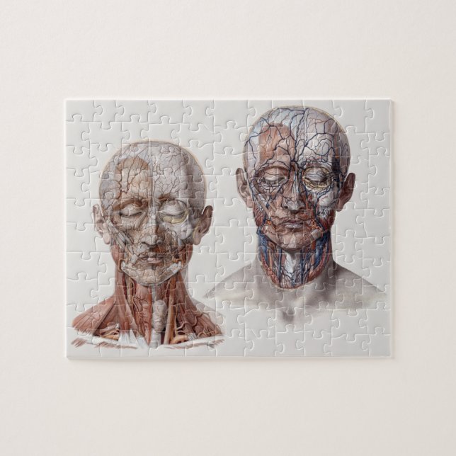 Leiter der Vintagen Anatomie Puzzle (Horizontal)