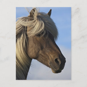 Leiter des isländischen Pferdes, Island Postkarte