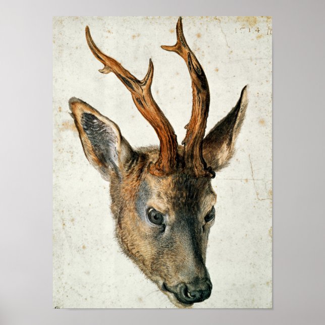 Leiter einer Roe Deer Poster (Vorne)