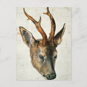 Leiter einer Roe Deer Postkarte