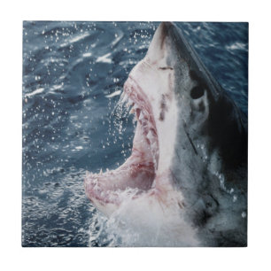 Leiter von Great White Shark Fliese