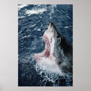 Leiter von Great White Shark Poster