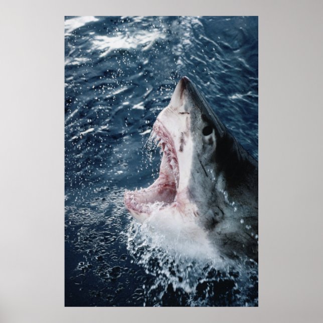 Leiter von Great White Shark Poster (Vorne)