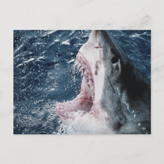 Leiter von Great White Shark Postkarte (Vorderseite)