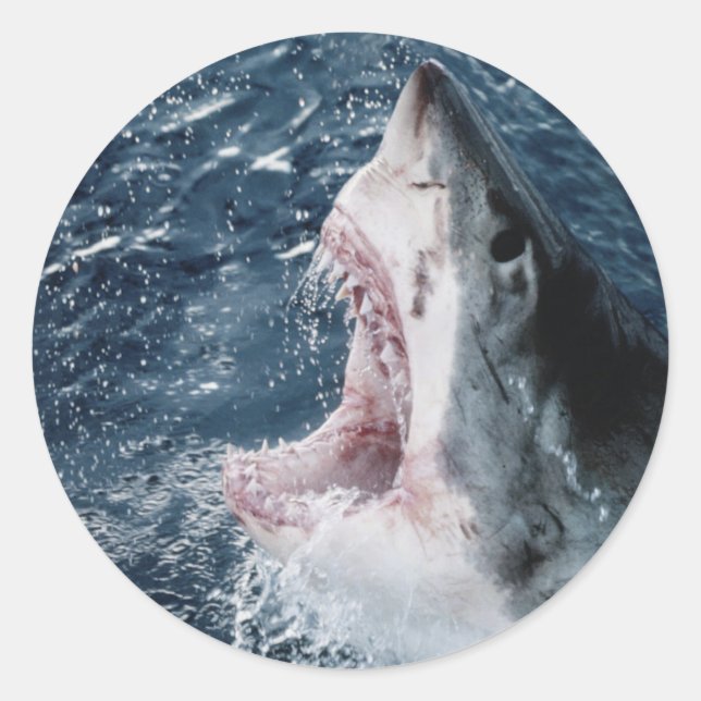 Leiter von Great White Shark Runder Aufkleber (Vorderseite)