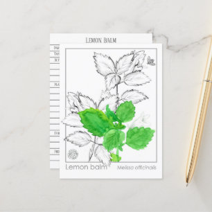 Lemon Balm Materia Medica KräuterFlash Card Postkarte