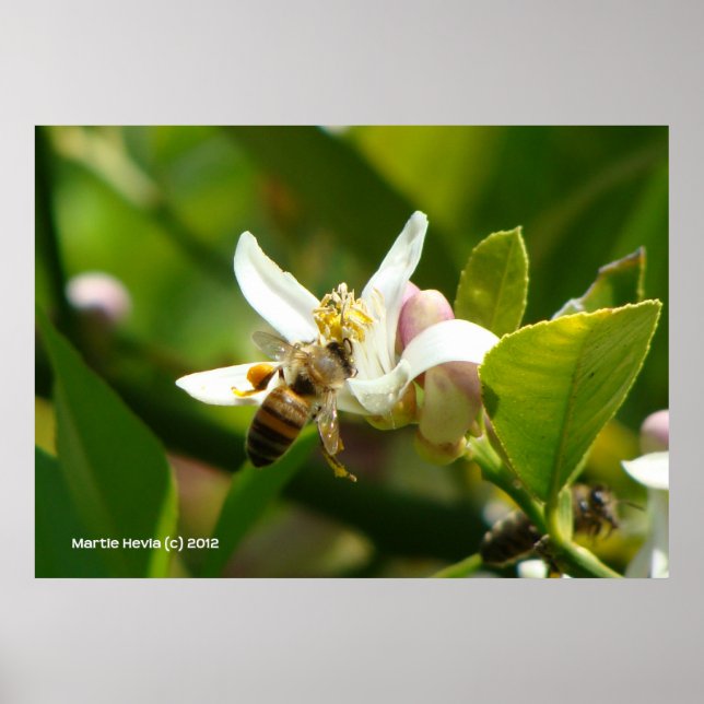 Lemon Blossom Bee (3) Poster (Vorne)