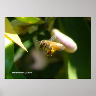 Lemon Blossom Bee (5) Poster