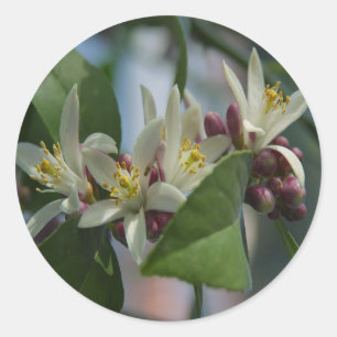 Lemon Blossoms Runder Aufkleber