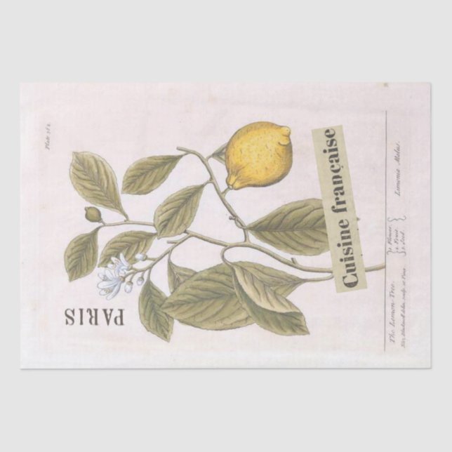 Lemon Botanische Illustration Französisches Script Seidenpapier (Vorderseite)
