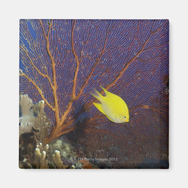 Lemon Damsel Magnet (Vorne)