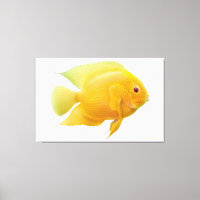 Lemon Gold Severum Cichlid Fisch ummantelt Canvas